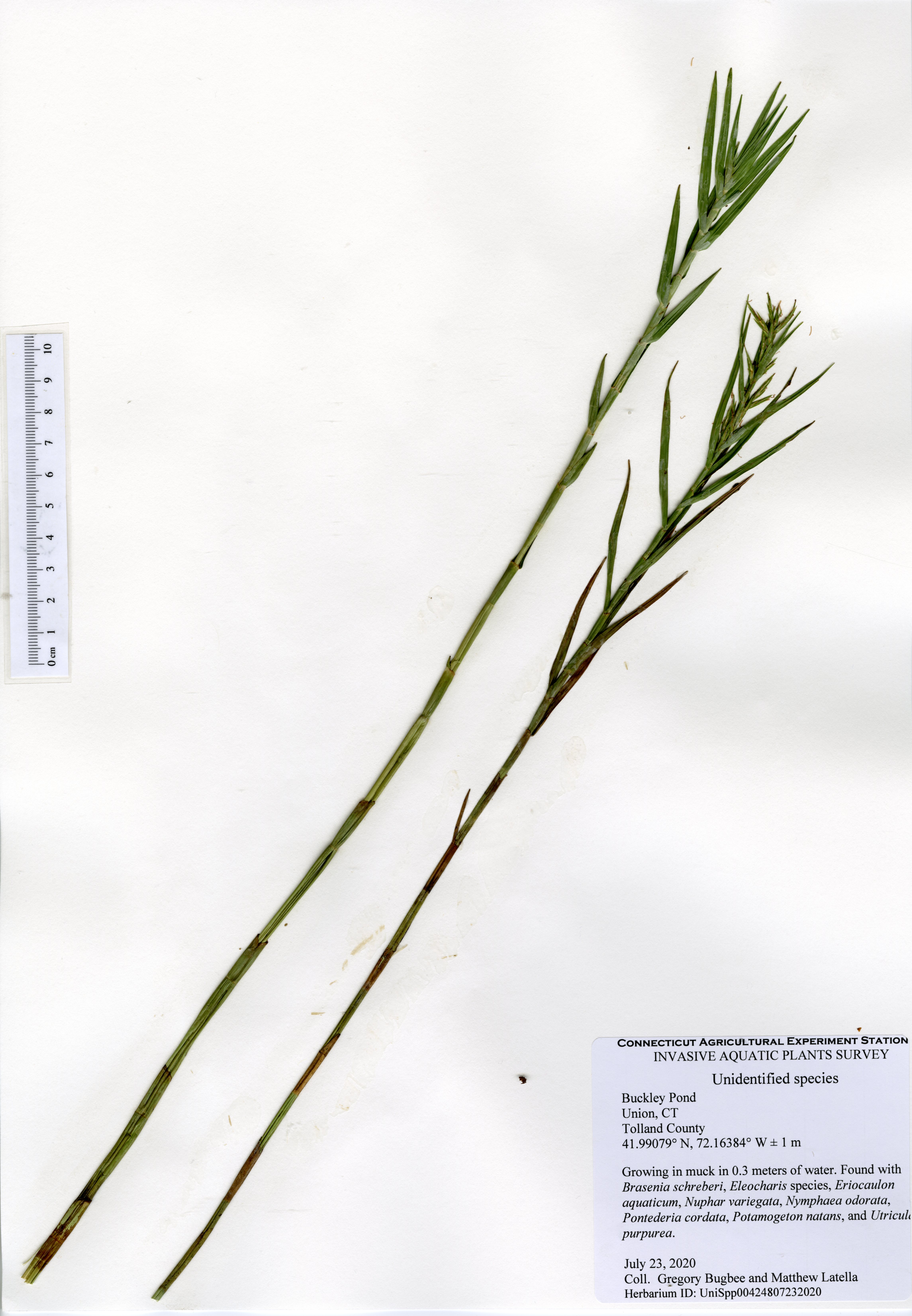 Unidentified species, Buckley Pond in Union, July 23, 2020