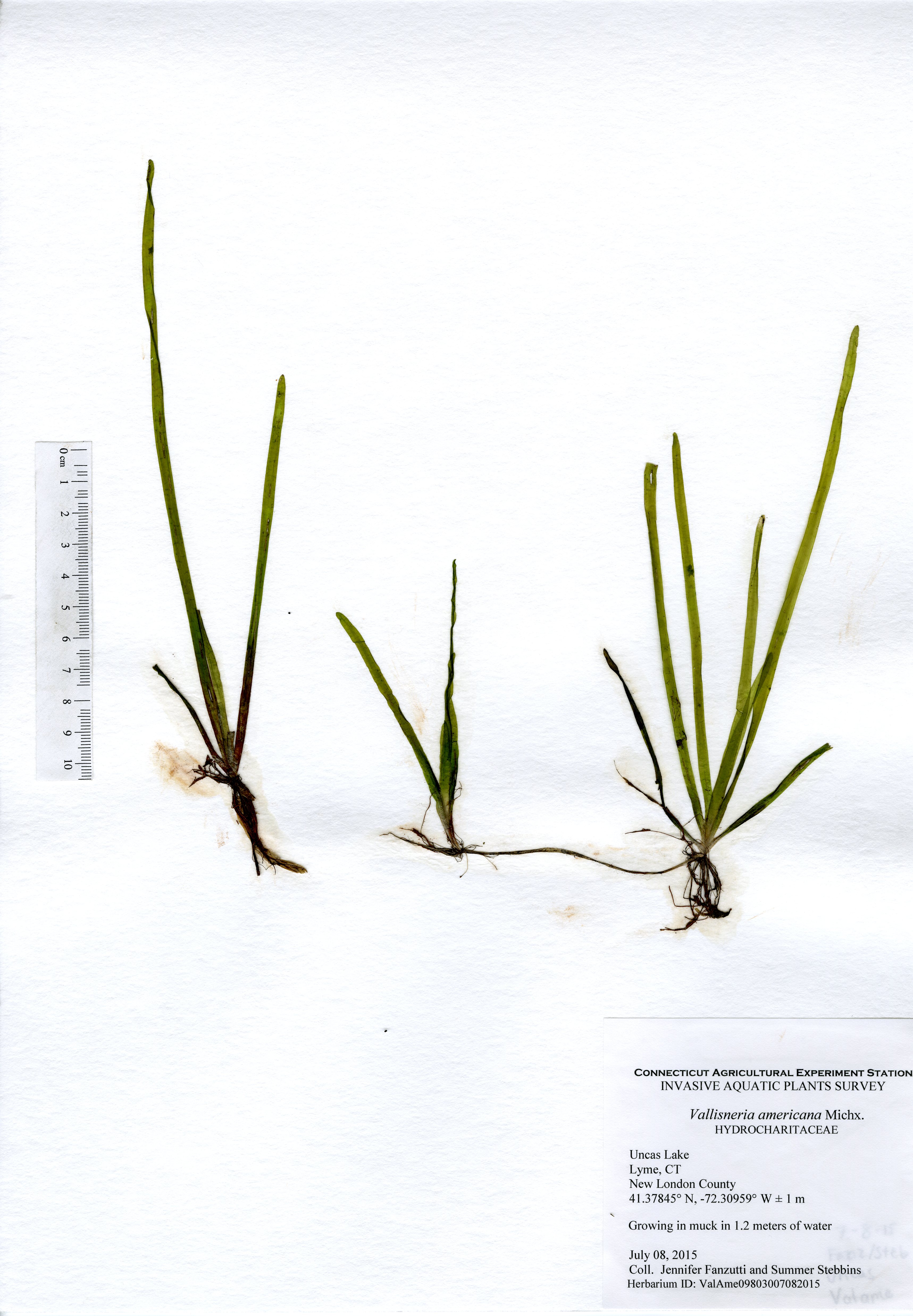 Vallisneria americana, Uncas Lake in Lyme, July 8, 2015