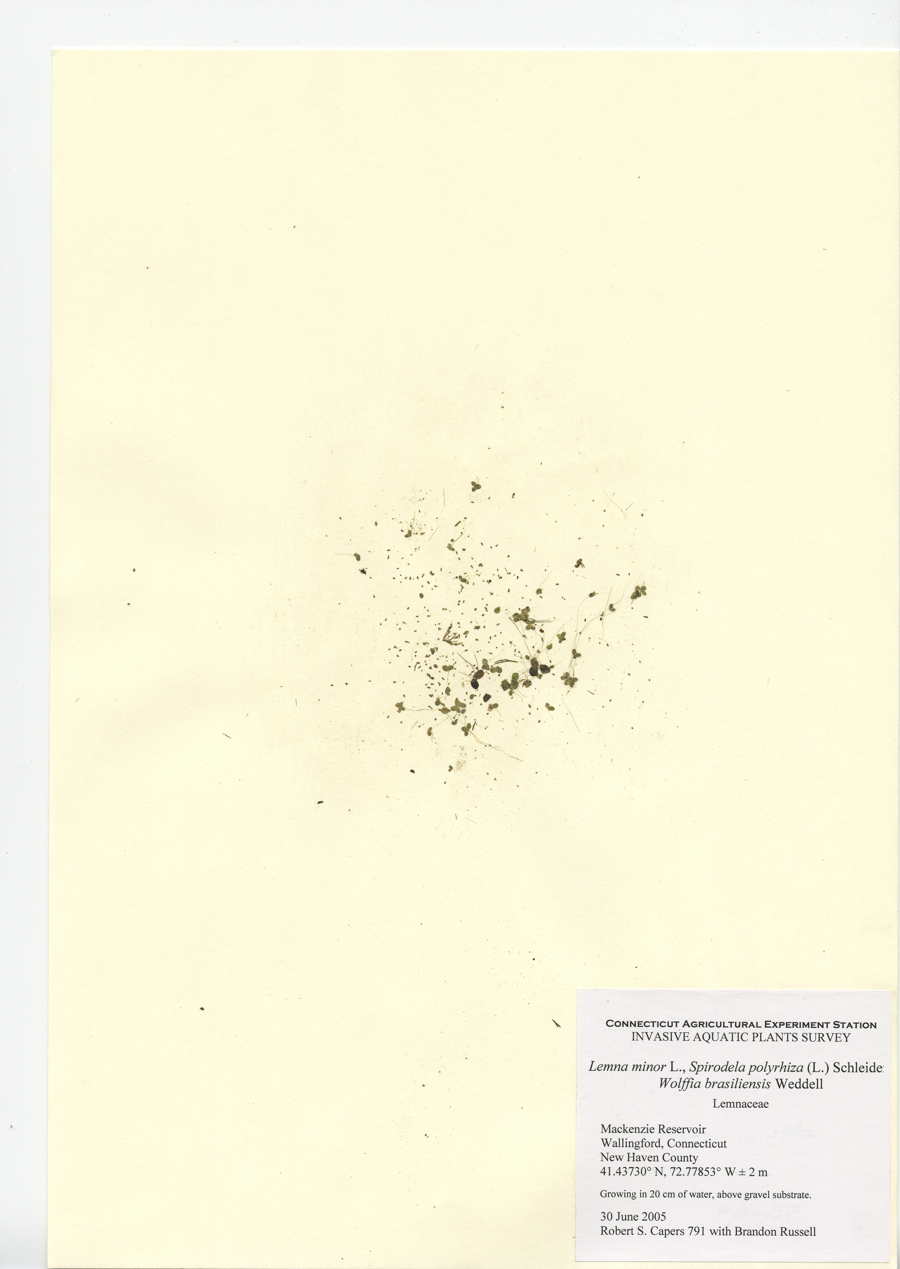 Wolffia brasiliensis, Mackenzie Reservoir in Wallingford, June 30, 2005