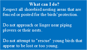 Plover what can I do 