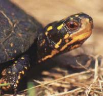 Spotted Turtle