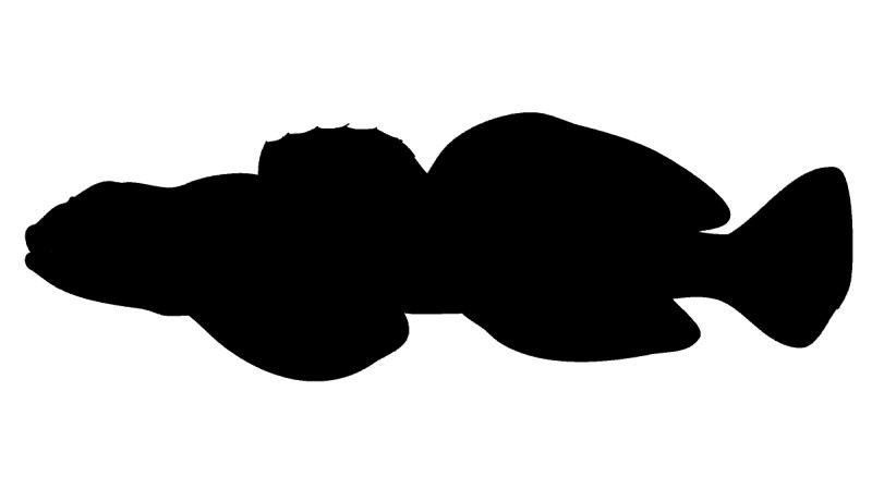 Sculpins silhouette.