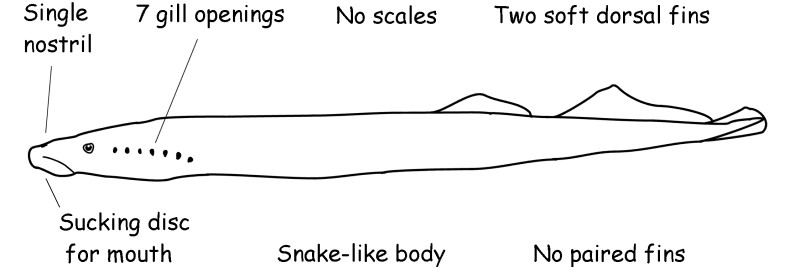 Lamprey characteristics. 