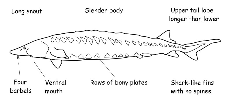 Sturgeon characteristics.
