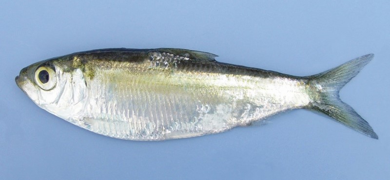 6 cm anadromous alewife.