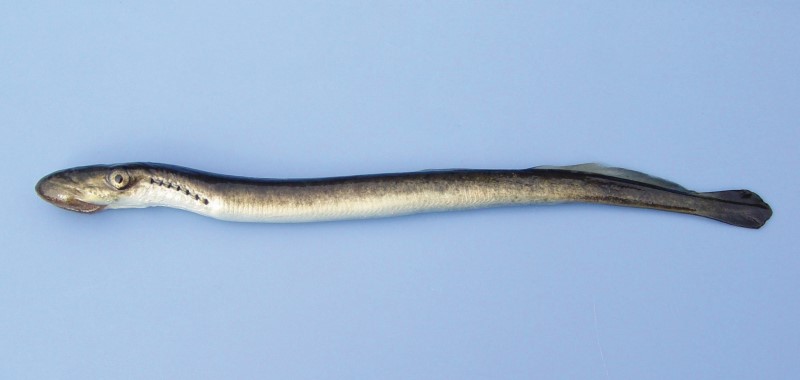 Sea lamprey transformant.