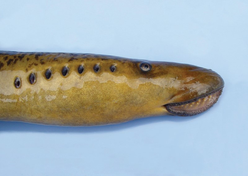 Sea lamprey head.