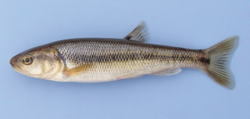 13 cm creek chub.