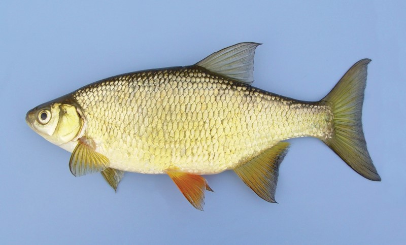 20 cm golden shiner.