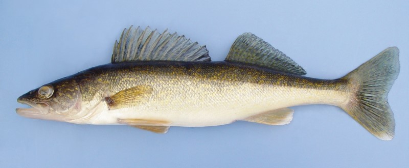 35 cm walleye.