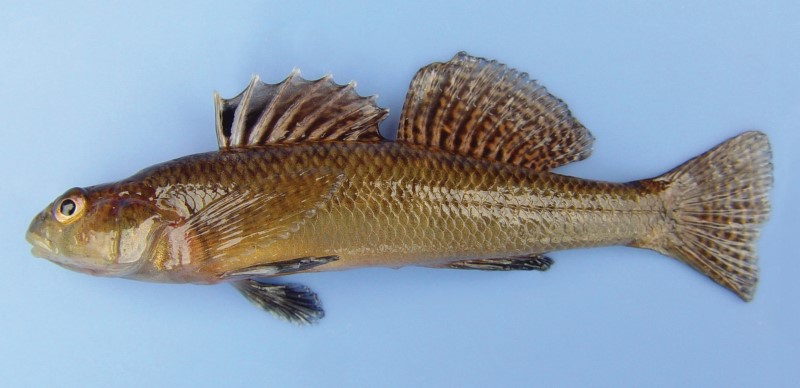 Tessellated darter in spawning colors.