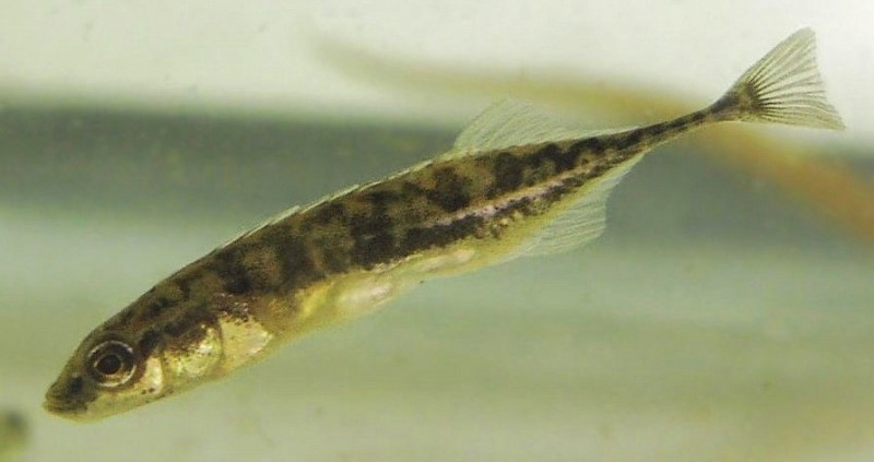Ninespine stickleback in a tank.