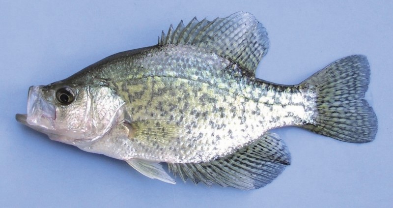 20 cm black crappie.