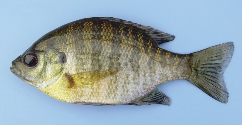 13 cm bluegill.