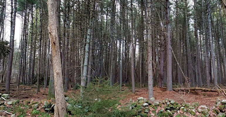 White Pine Plantation Thinning Before