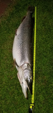 measurement of record pike