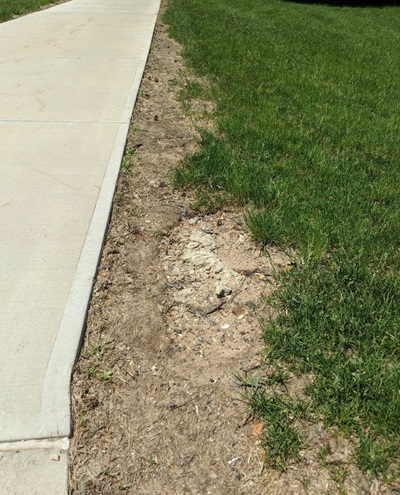 Photograph of stressed grass at edge of walkway