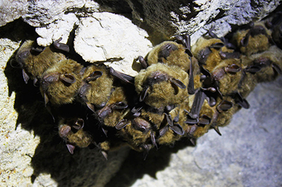 Big Brown Bats