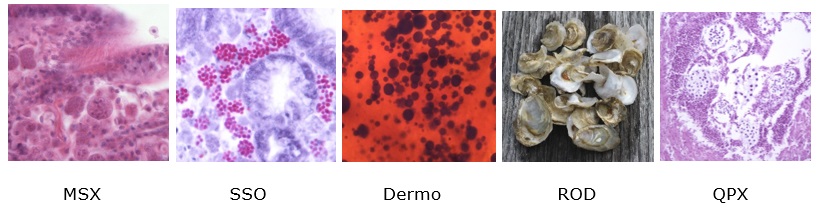 Shellfish diseases photos