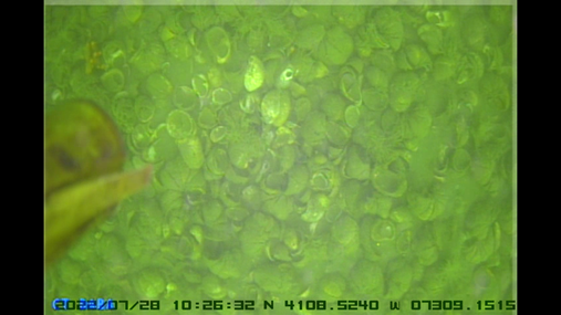 Natural bed restoration