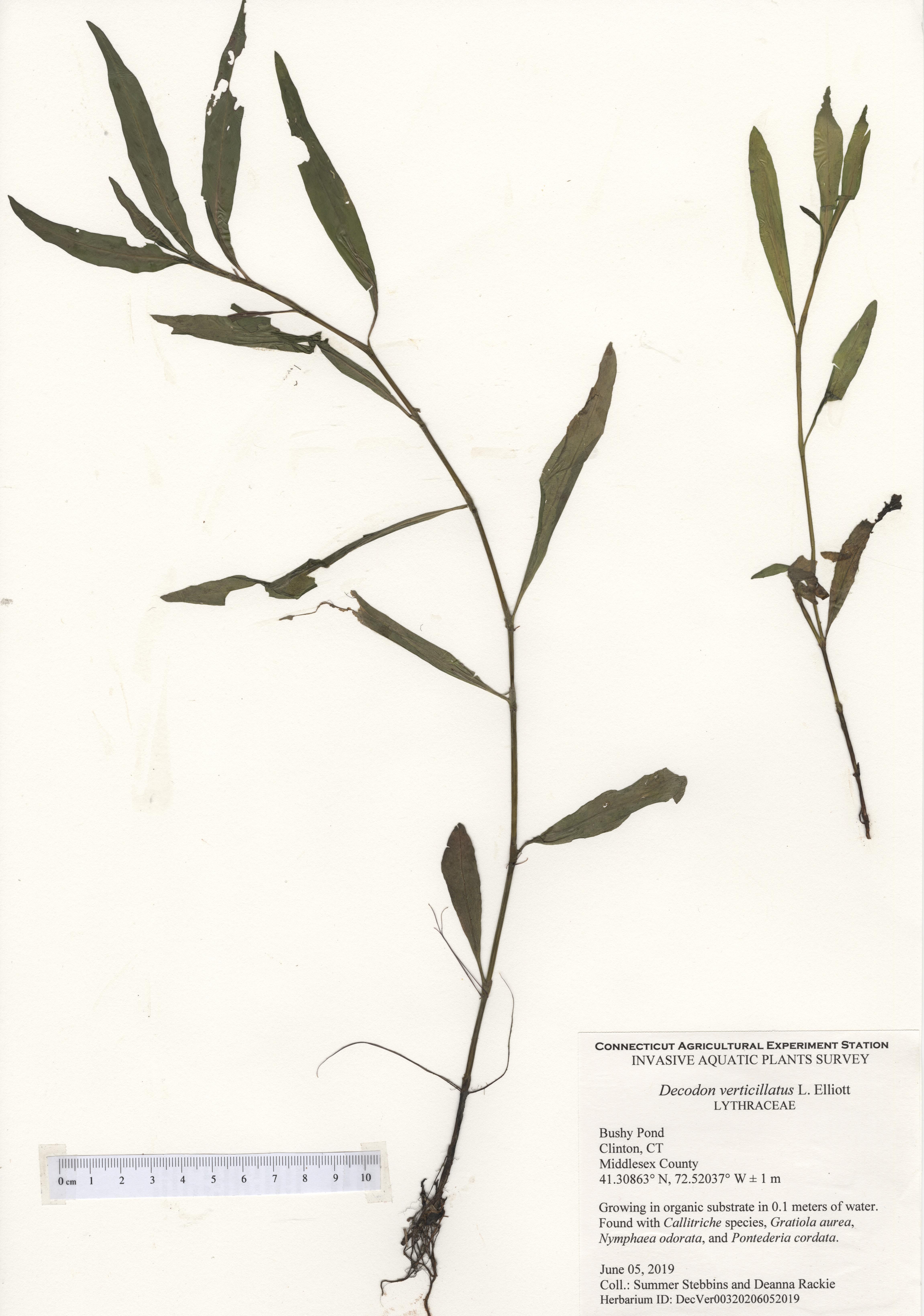 Decodon verticillatus, Bushy Pond, June 05, 2019