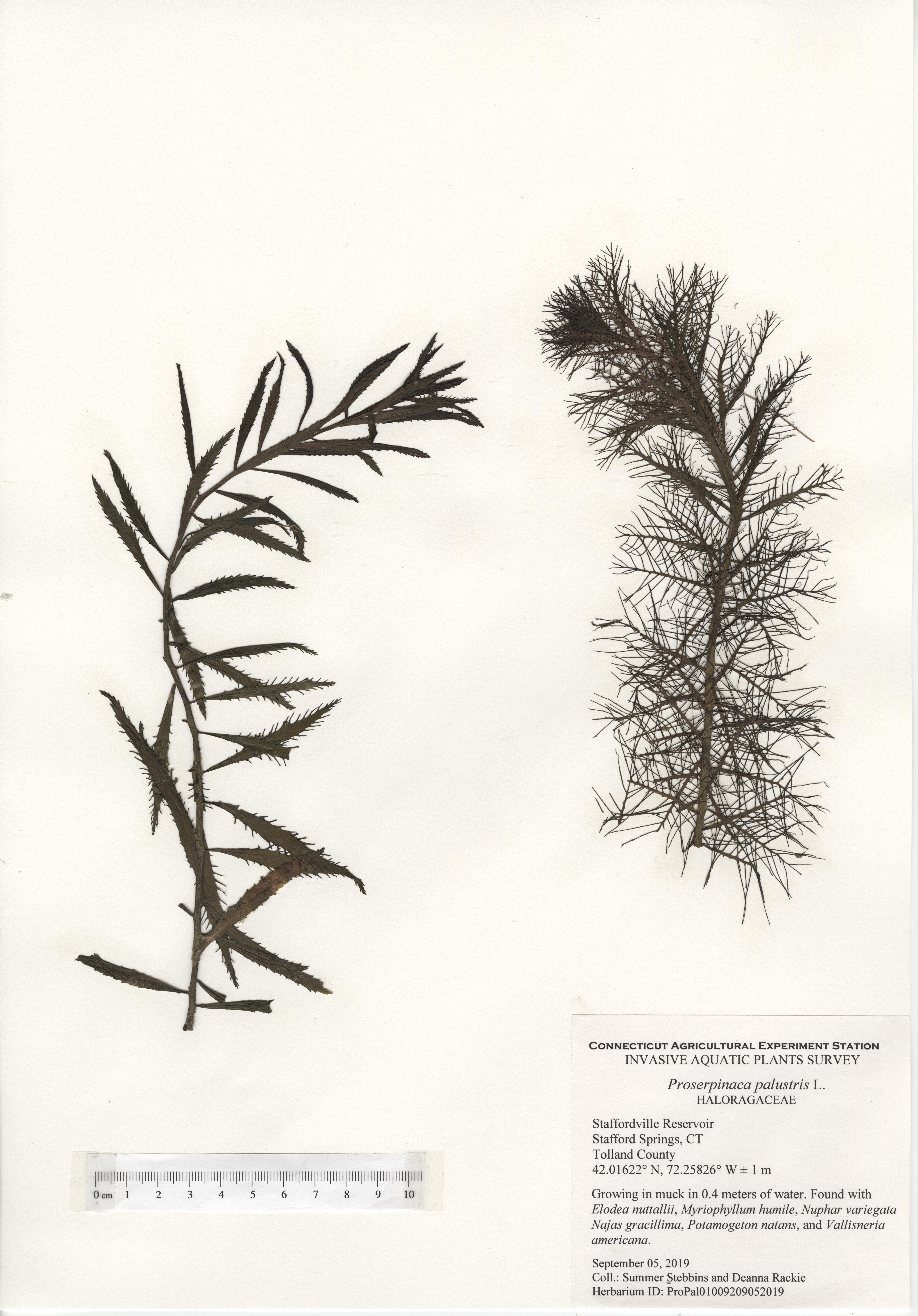 Proserpinaca palustris, Staffordville Reservoir in Stafford Springs, September 5, 2019