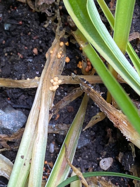 sudden defoliation of a boxwood bus infected with boxwood blighth