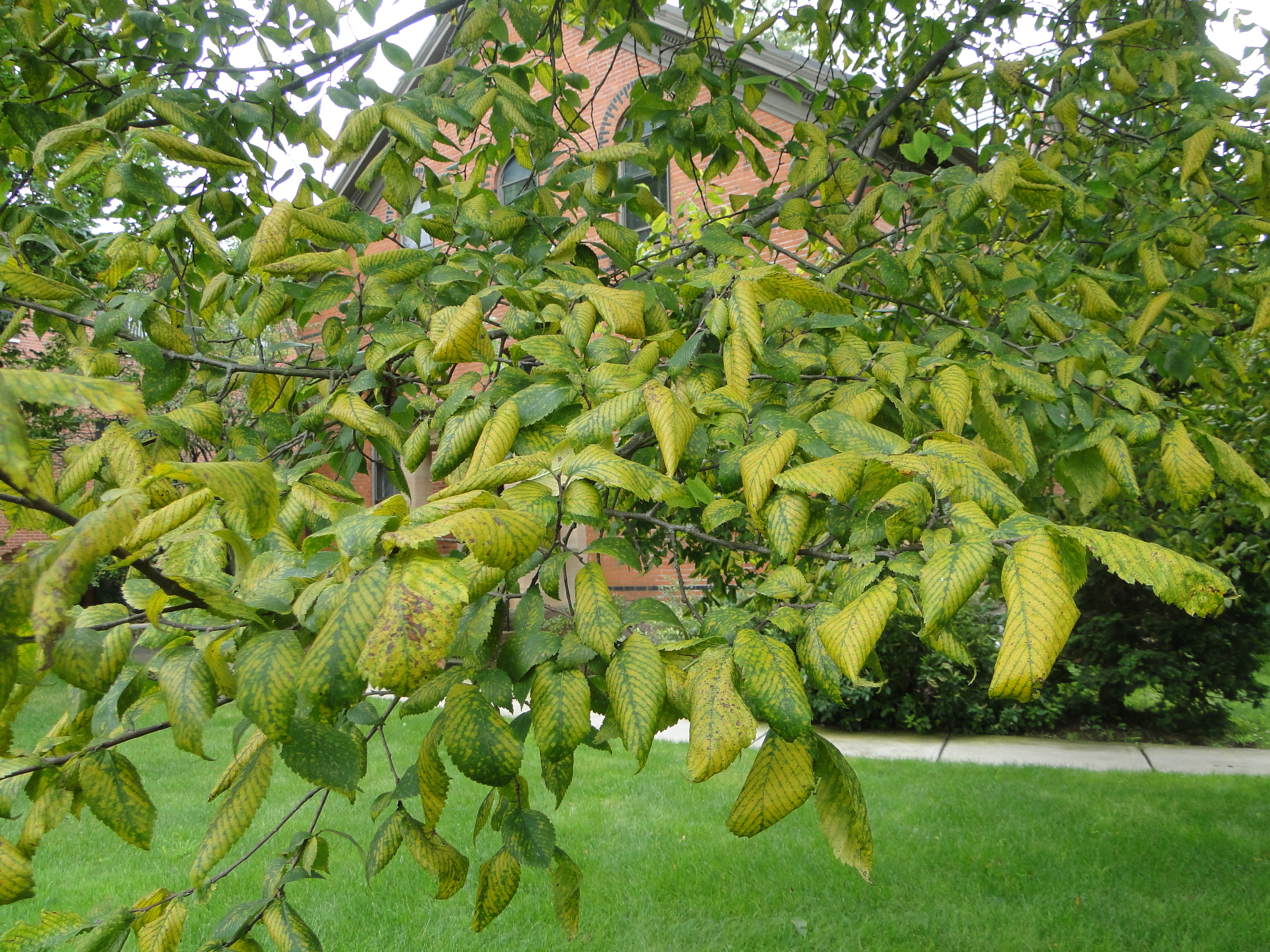Yellowing of elm leaves infected with black spot