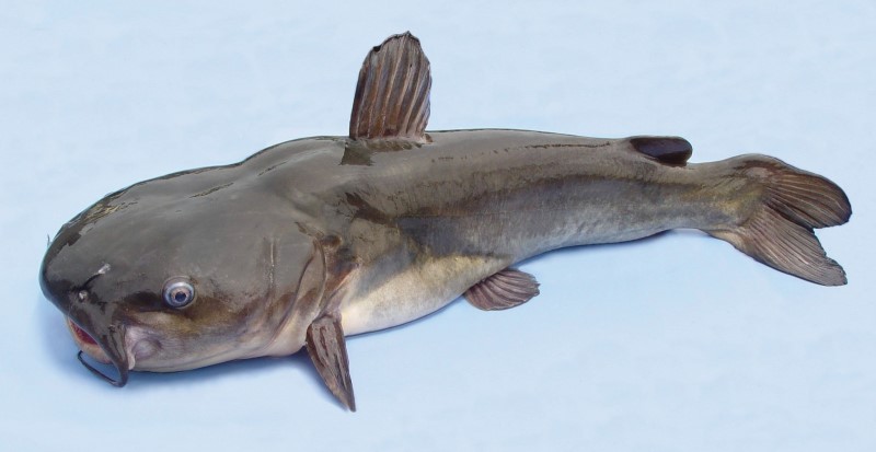52 cm white catfish.