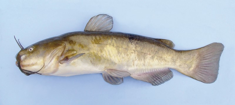 21 cm brown bullhead.