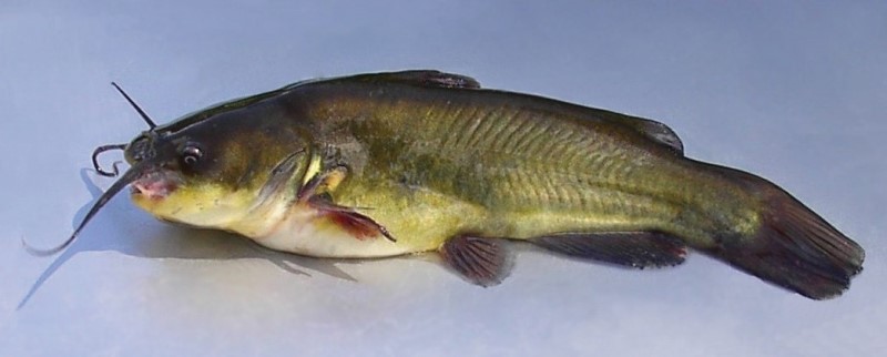Black bullhead.