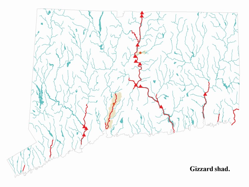 Gizzard shad distribution map.