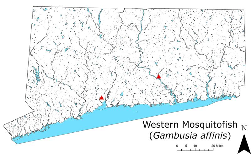 2024 distribution map of Western Mosquitofish in Connecticut