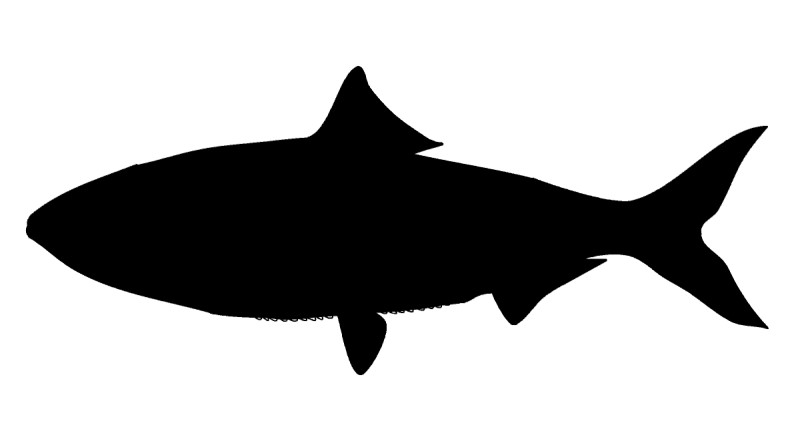 Herring silhouette.