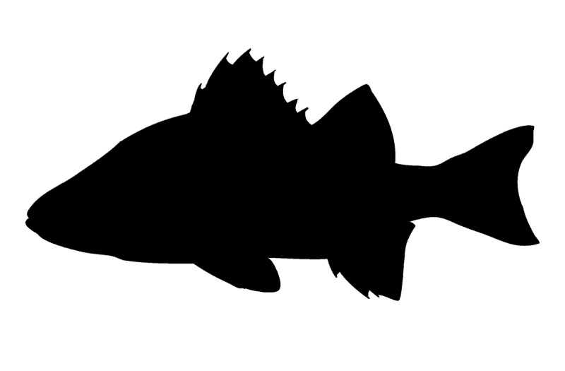 Temperate basses silhouette.
