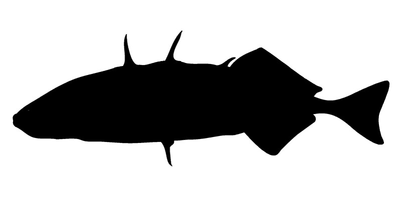 Stickleback silhouette.