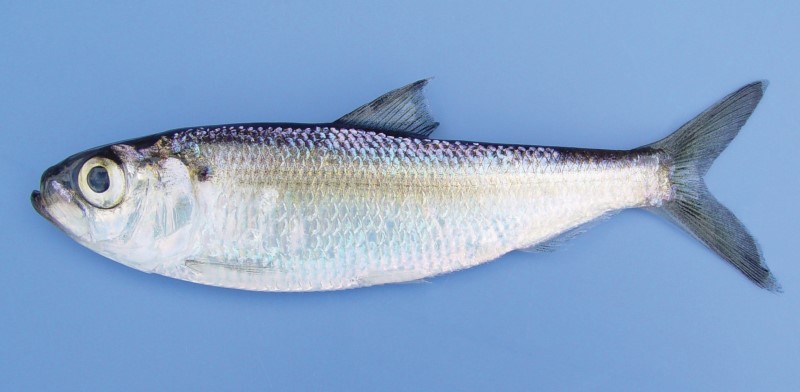 13 cm landlocked alewife.