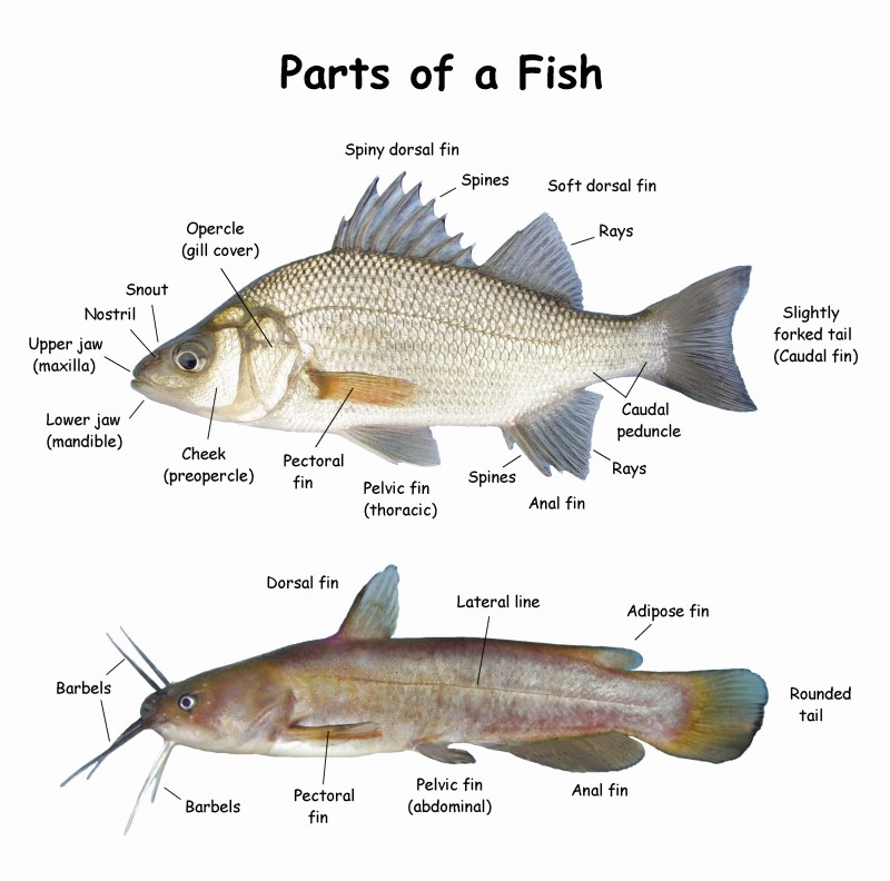 White Perch and brown bullhead with anatomical features listed. 