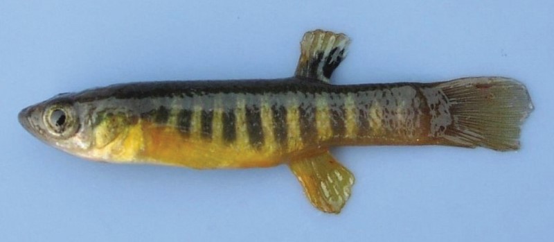 Spotfin killifish.