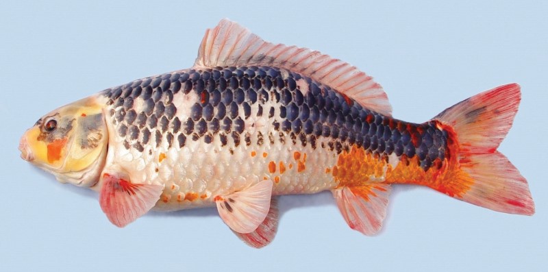 Common carp koi variant.