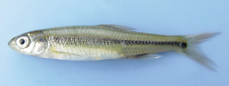 5 cm spottail shiner.