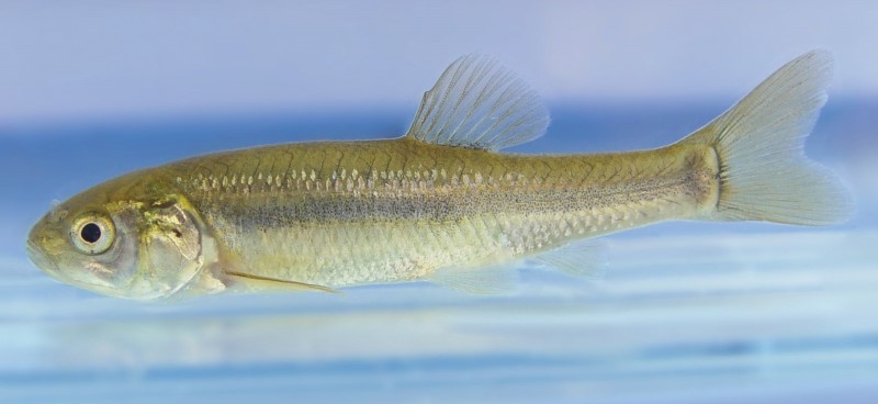 Swimming fathead minnow.