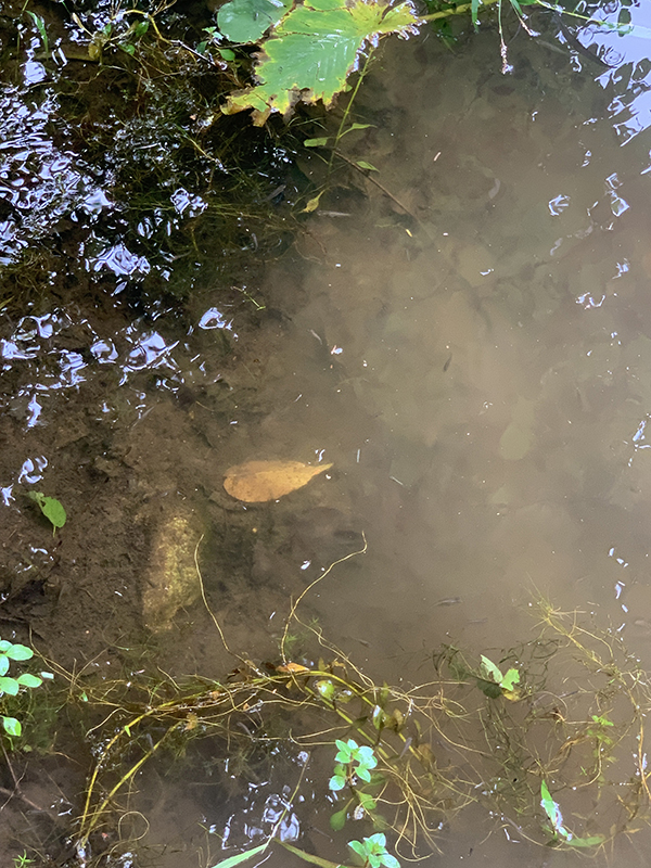 Western Mosquitofish occupying preferred habitat in Beaver Park Pond in New Haven, Connecticut
