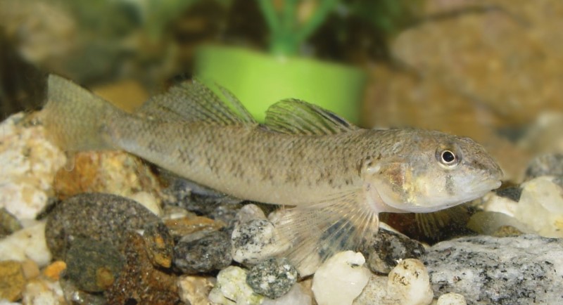 Tessellated darter in an aquarium.