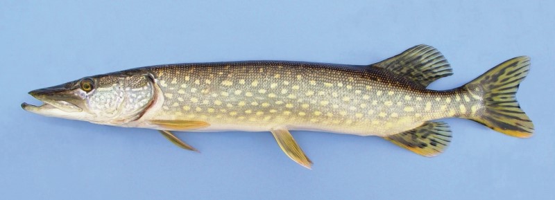 48 cm northern pike.