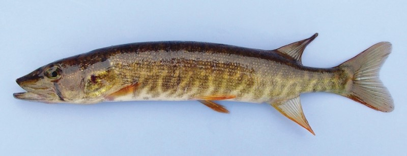18 cm redfin pickerel.