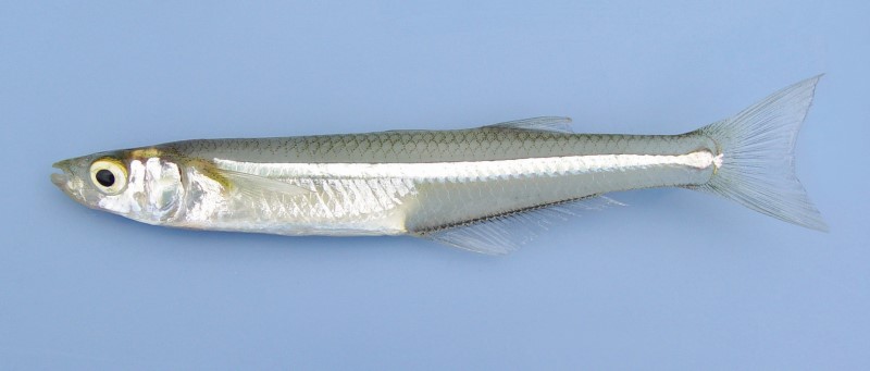 12 cm Atlantic silverside.