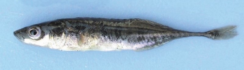 Adult ninespine stickleback.