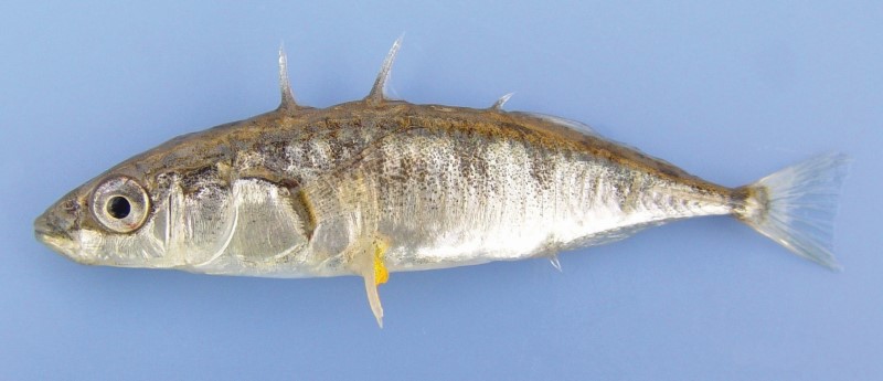 8 cm threespine stickleback.