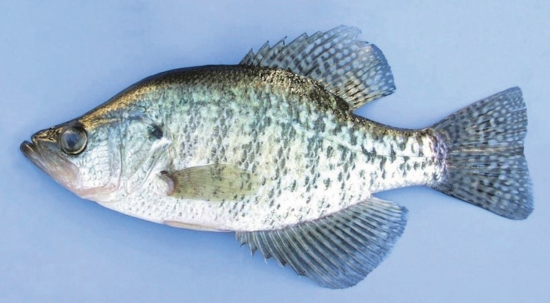 28 cm white crappie.